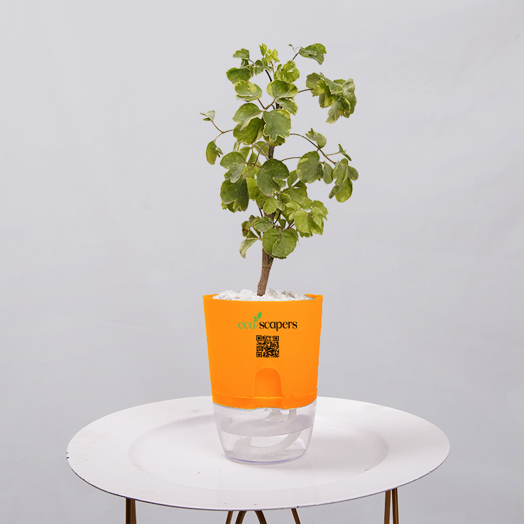 Ficus Bonsai