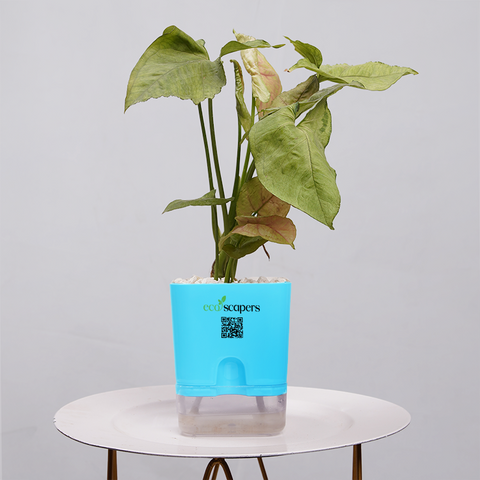 Syngonium Pink (Arrowhead Vine)