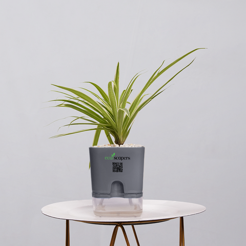 Spider Plant (Chlorophytum comosum)