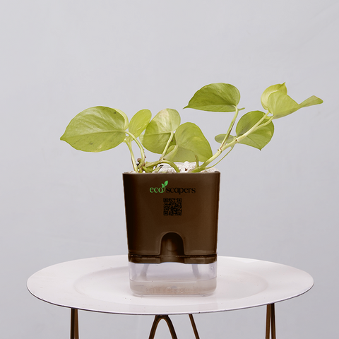 Money Plant Neon
