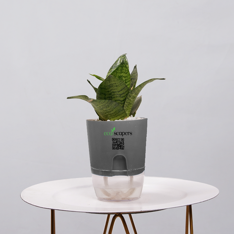 Snake Plant Bird’s Nest (Sansevieria Hahnii)