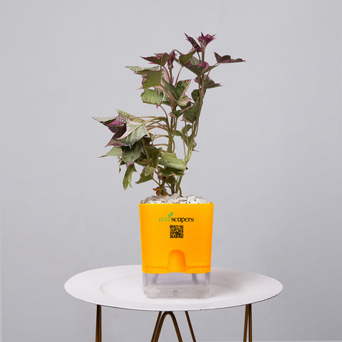 Sweet Potato Vine
