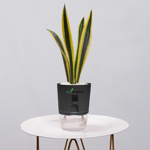 Snake Plant Dwarf Thai