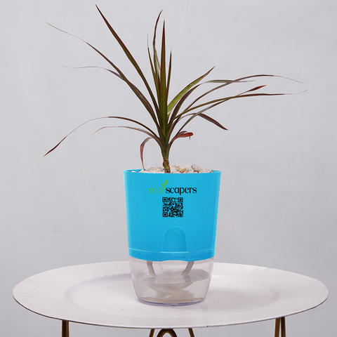 Dracaena Marginata (Dragon Tree)