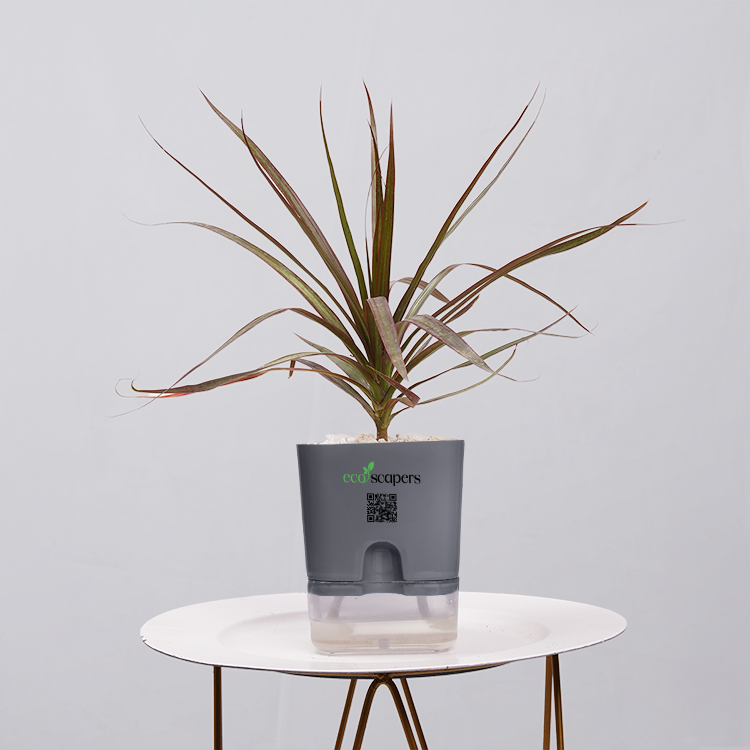 Dracaena Marginata (Dragon Tree)