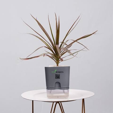 Dracaena Marginata (Dragon Tree)