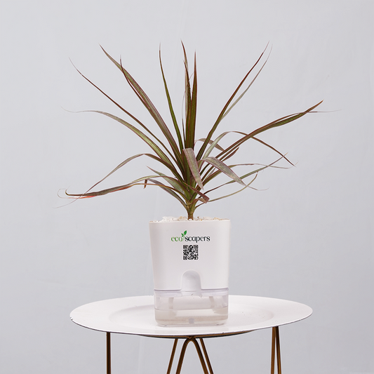 Dracaena Marginata (Dragon Tree) 750