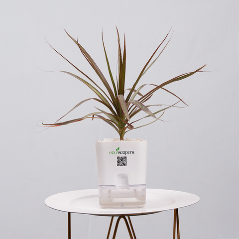 Dracaena Marginata (Dragon Tree)