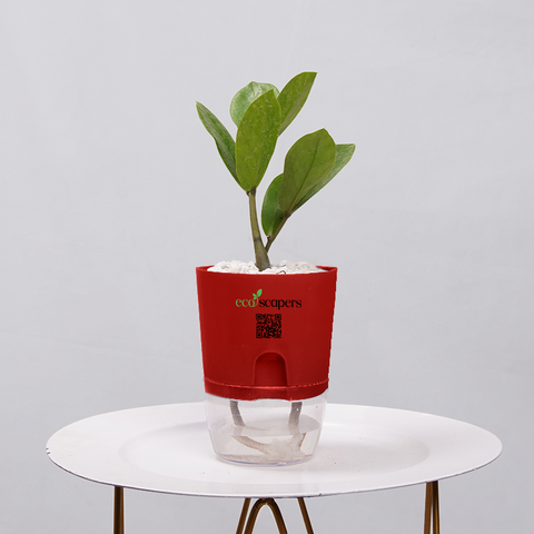 ZZ Plant (Zamioculcas zamiifolia)