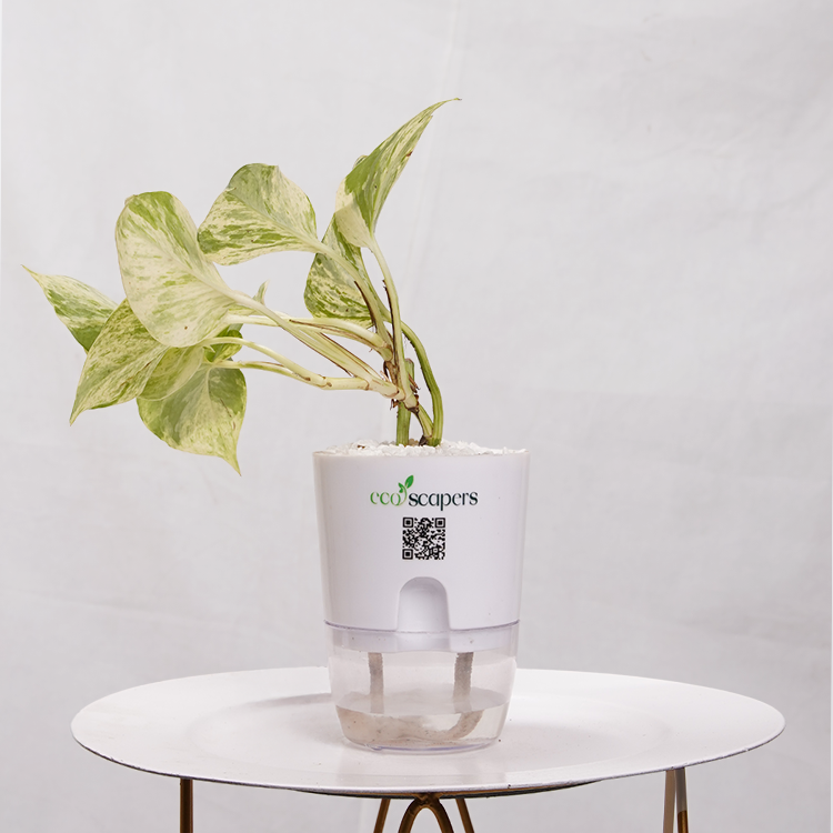 Rounded Money Plant