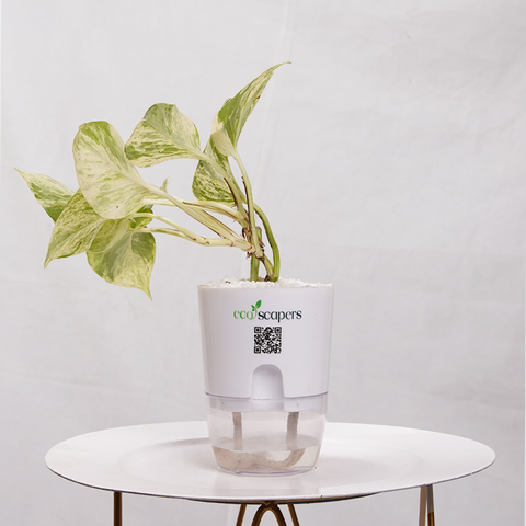 Money Plant Marble Queen