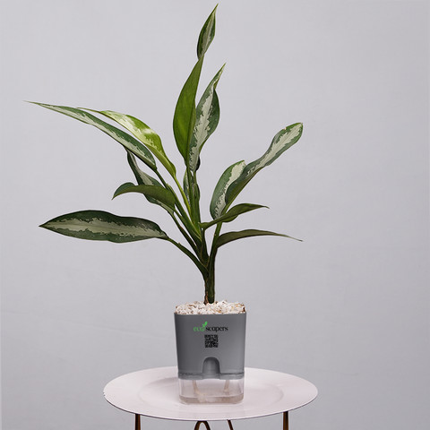 Aglaonema Chinese Evergreen