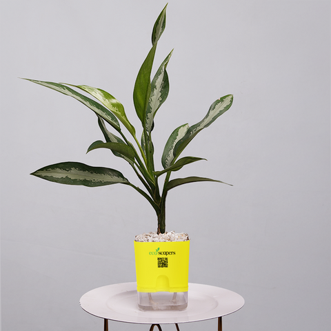 Aglaonema Tigress