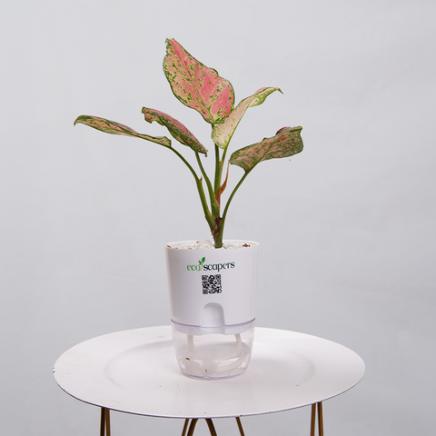 Aglaonema pink lipstick