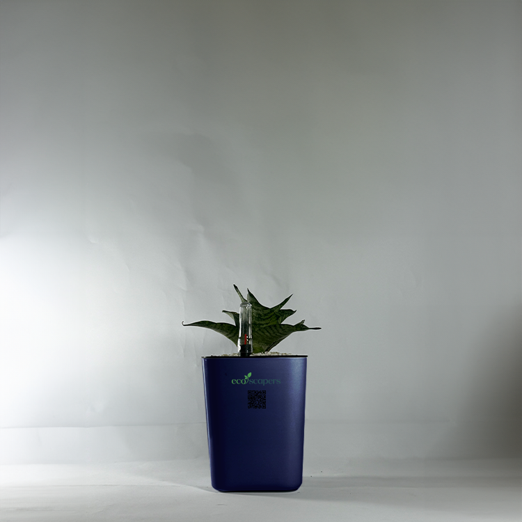 Snake Plant Bird’s Nest (Sansevieria Hahnii)