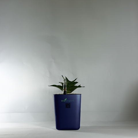 Snake Plant Bird’s Nest (Sansevieria Hahnii)
