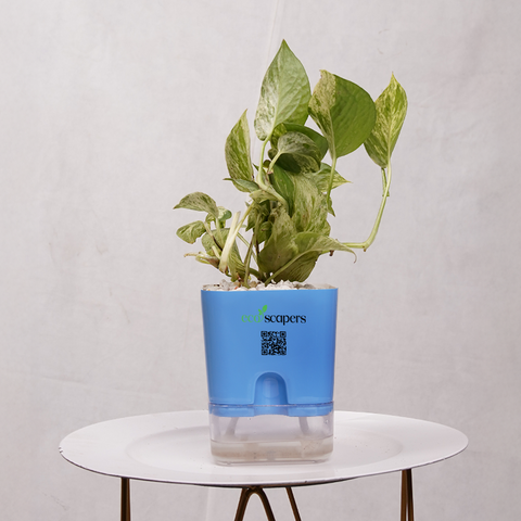 Money Plant Green (Pothos, Epipremnum aureum)