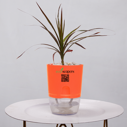 Dracaena Marginata (Dragon Tree)