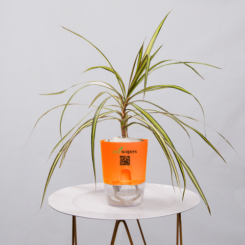 Dracaena marginata Madagascar multicolour