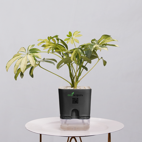 Shefflera (Umbrella Plant)