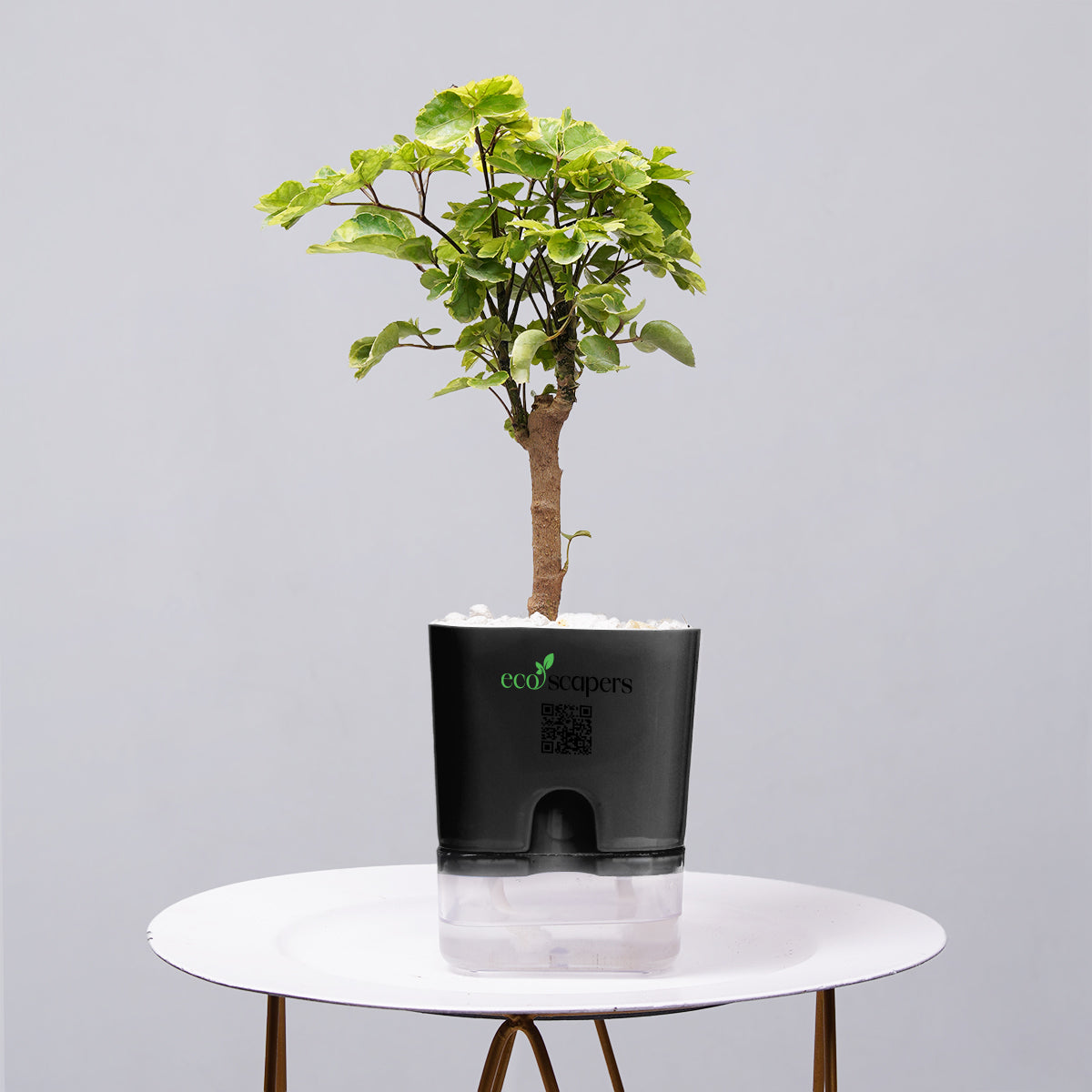 Ficus Bonsai