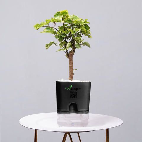 Ficus Bonsai
