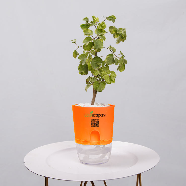 Ficus Bonsai