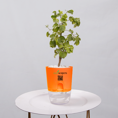 Ficus Bonsai
