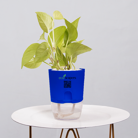 Money Plant Neon