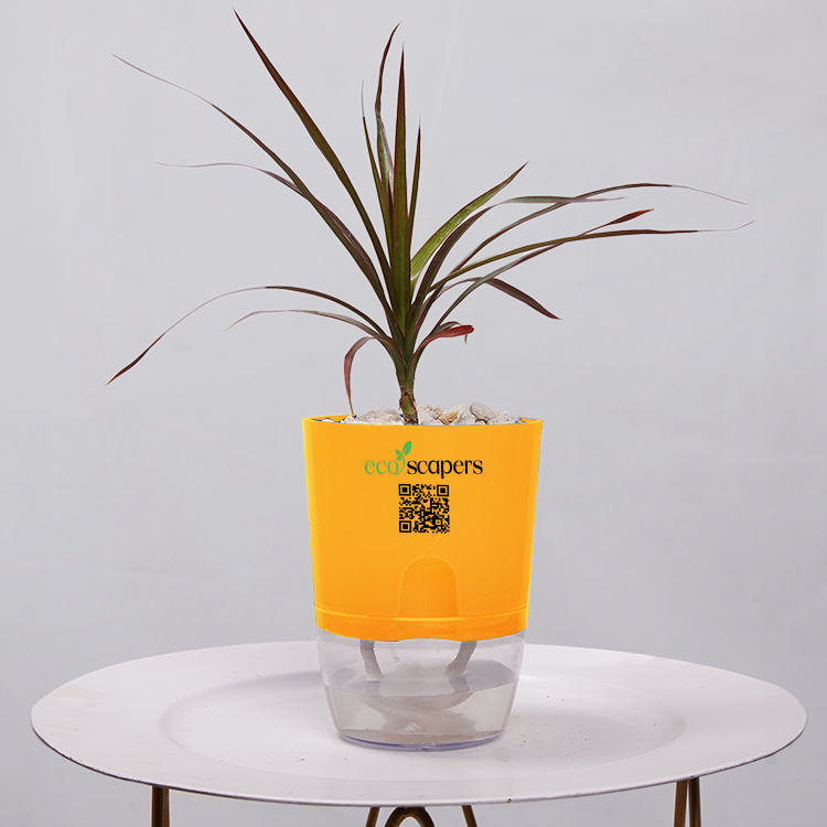 Dracaena Marginata (Dragon Tree)