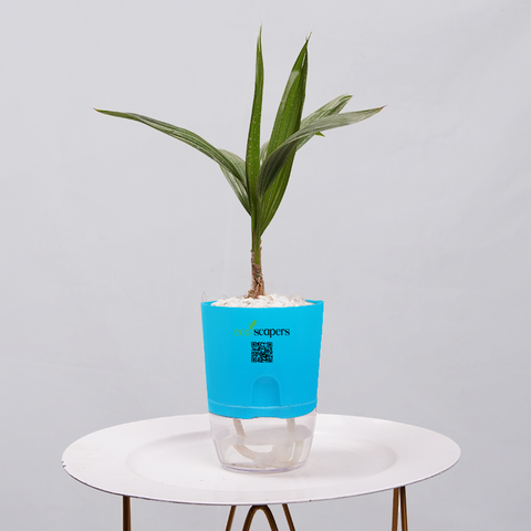 Coconut Palm Seedling