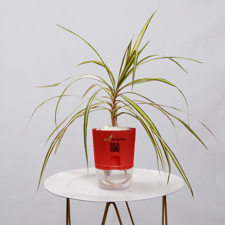Dracaena marginata Madagascar multicolour
