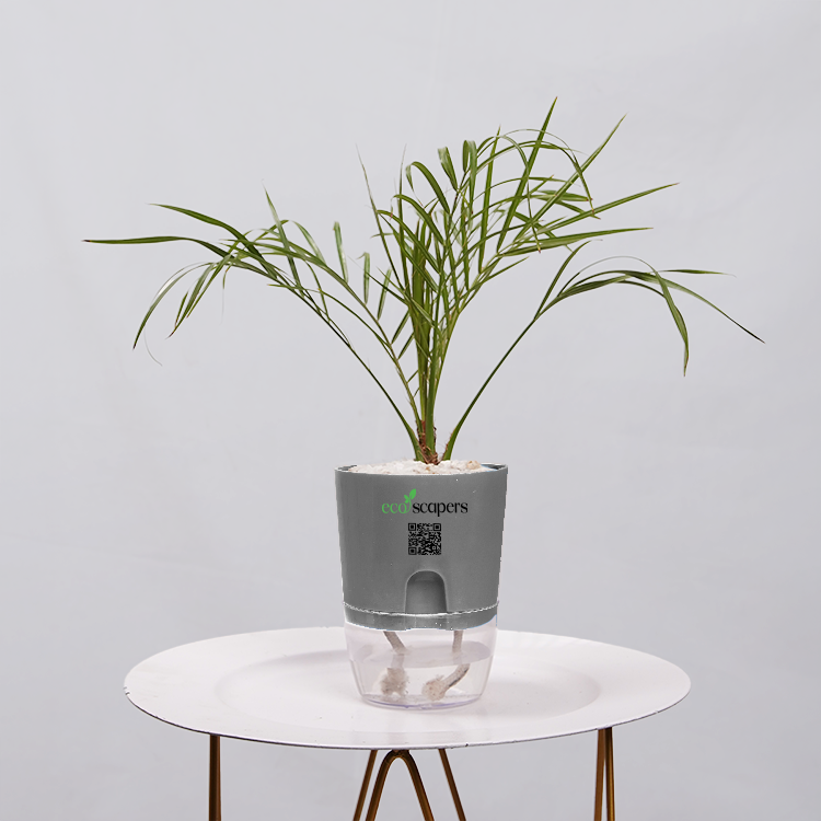 Phoenix Palm