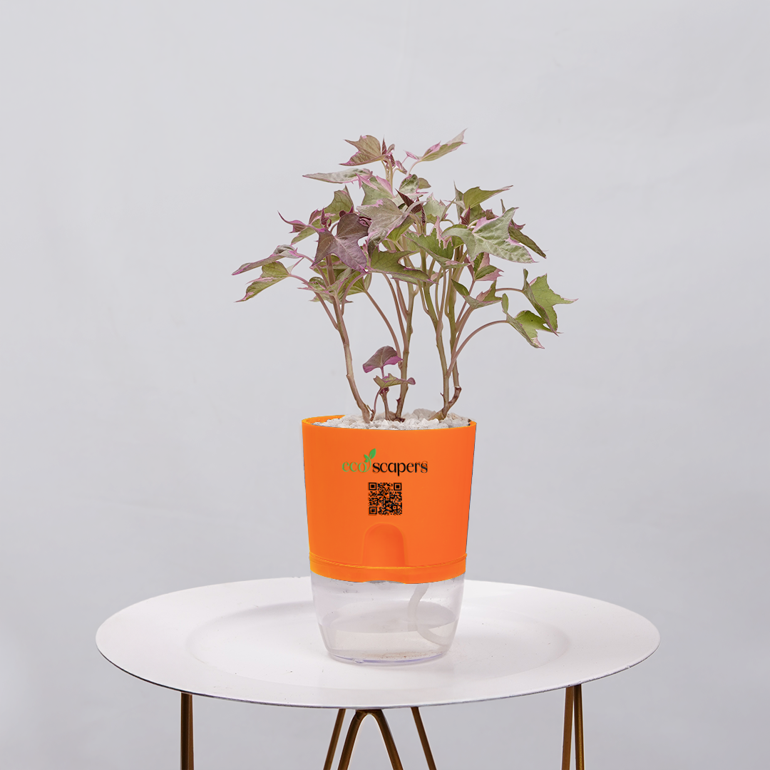 Sweet Potato Vine