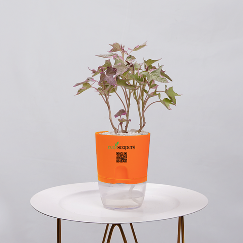 Sweet Potato Vine