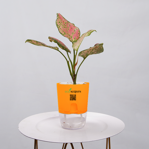 Aglaonema pink lipstick