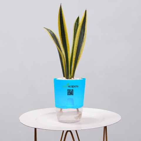 Snake Plant Dwarf Thai