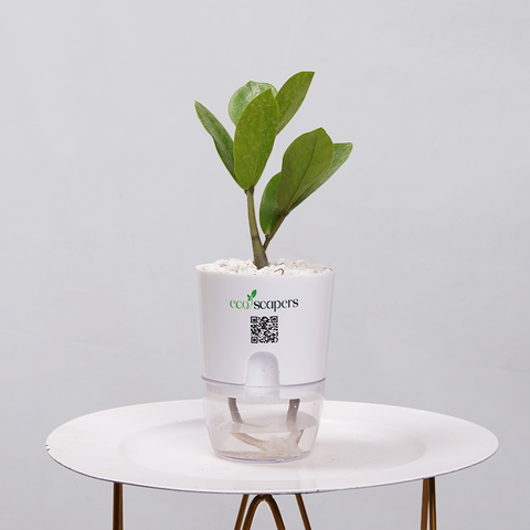 ZZ Plant (Zamioculcas zamiifolia)