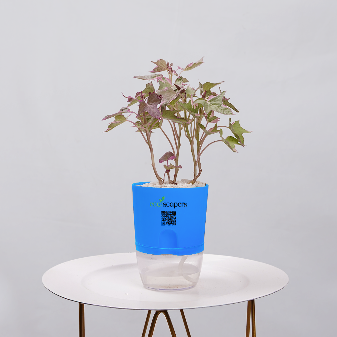 Sweet Potato Vine