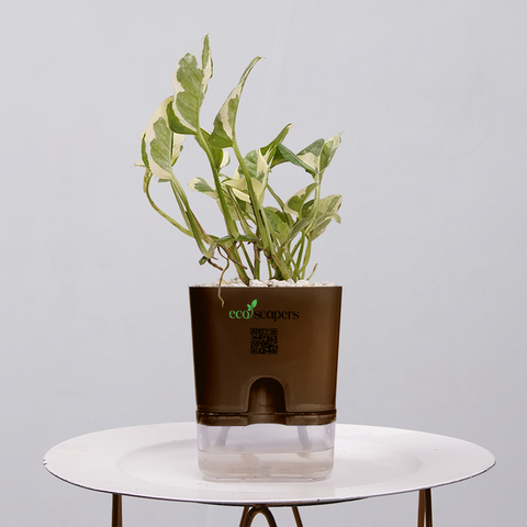 Money Plant Marble Queen