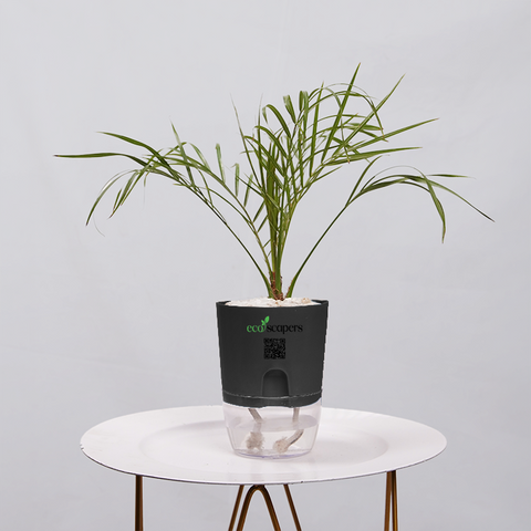 Areca  Golden Cane Palm