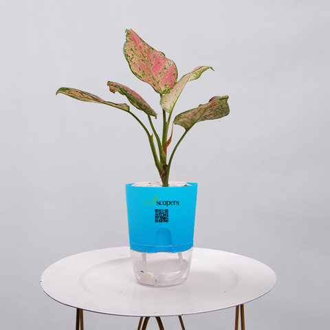 Aglaonema pink lipstick