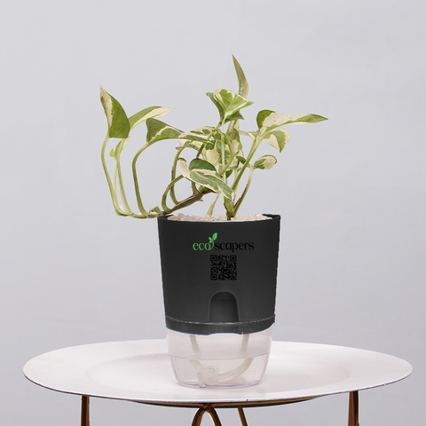 Money Plant Green (Pothos, Epipremnum aureum)
