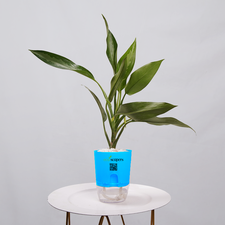 Aglaonema Chinese Evergreen