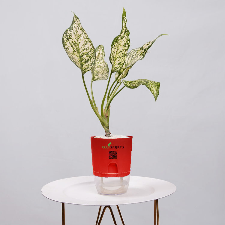 Aglaonema Snow white