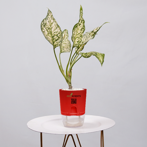 Aglaonema Snow white