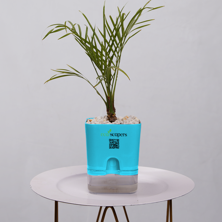 Phoenix Palm