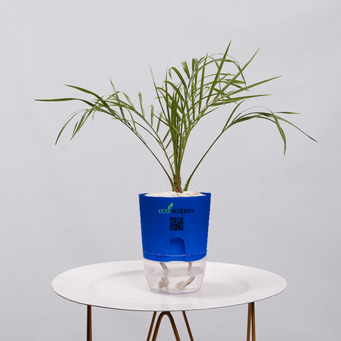 Phoenix Palm