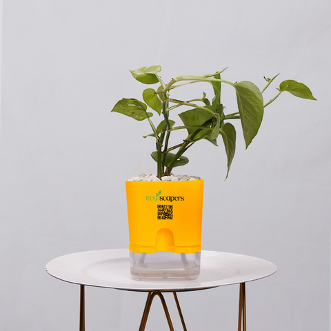 Money Plant Golden