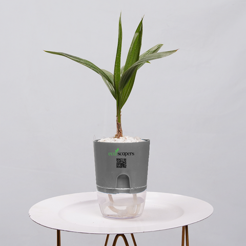 Coconut Palm Seedling